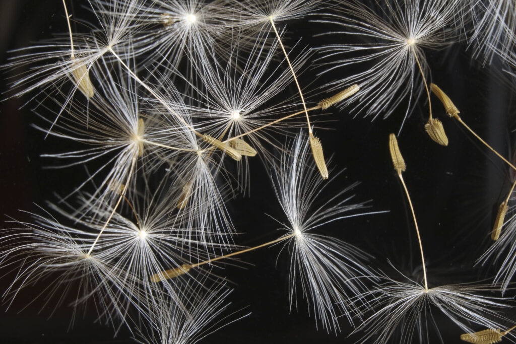 Löwenzahnsamen