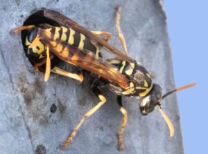 Zwei Wespen, Elisabeth Al-Labadi