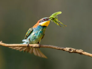 Bienenfresser mit Grashüpfer