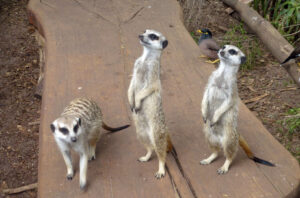 Neugierig, Elfriede Nick