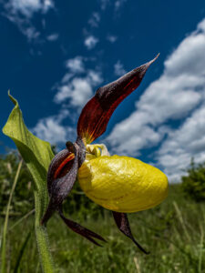 Frauenschuh, Raimund Fassl