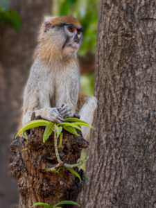 Neugieriger Affe, Elfriede Hotko