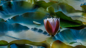 Wasserlilie, Robert Krenn