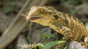 Bartagame, Robert Krenn