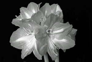 Amaryllis, Peter Nick