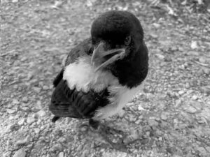 Eichelhäher, Raimund Fassl