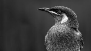 Goldohr Honigfresser, Robert Krenn