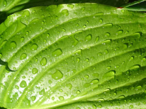 Tropfen am Blatt, Michael Basch