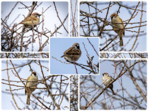 Spatzen, Elisabeth Al-Labadi