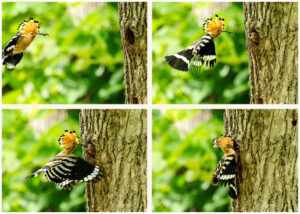 Wiedehopf_Fütterung