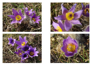 Kuhschellen, Michael Basch