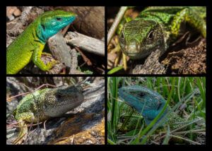 Smaragteidechsen, Raimund Fassl