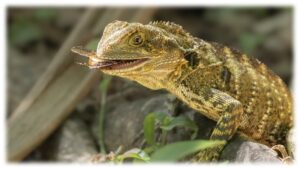 Bartagamen Lunch, Robert Krenn