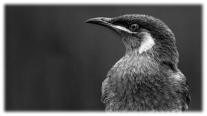 Goldohr Honigfresser, Robert Krenn