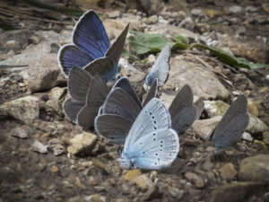 Schmetterlinge