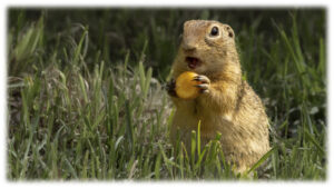 Ziesel beim Frühstück