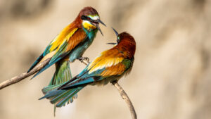 Bienenfresser-Paar-27