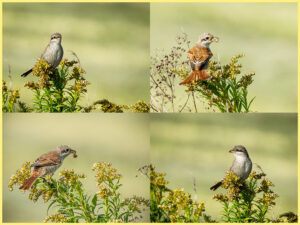 Kollektion-Neuntöter