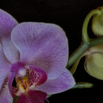 Orchidee