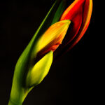 Tulpe