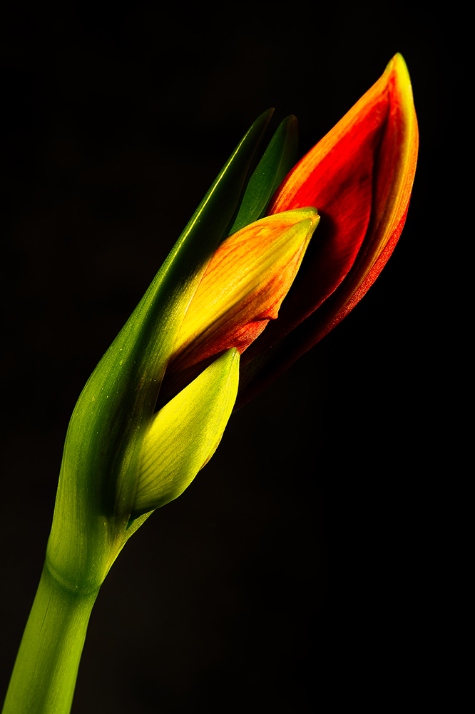 Tulpe