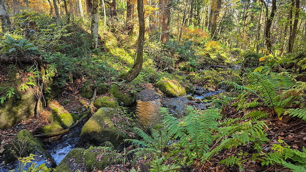 Japanischer Wald