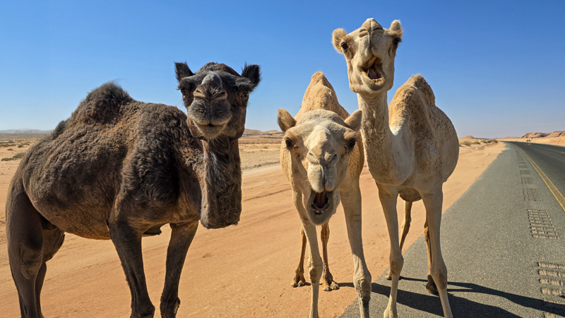 Begrüßungskomitee in Saudi-Arabien
